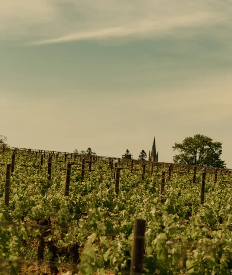 Château Fonroque et son vignoble