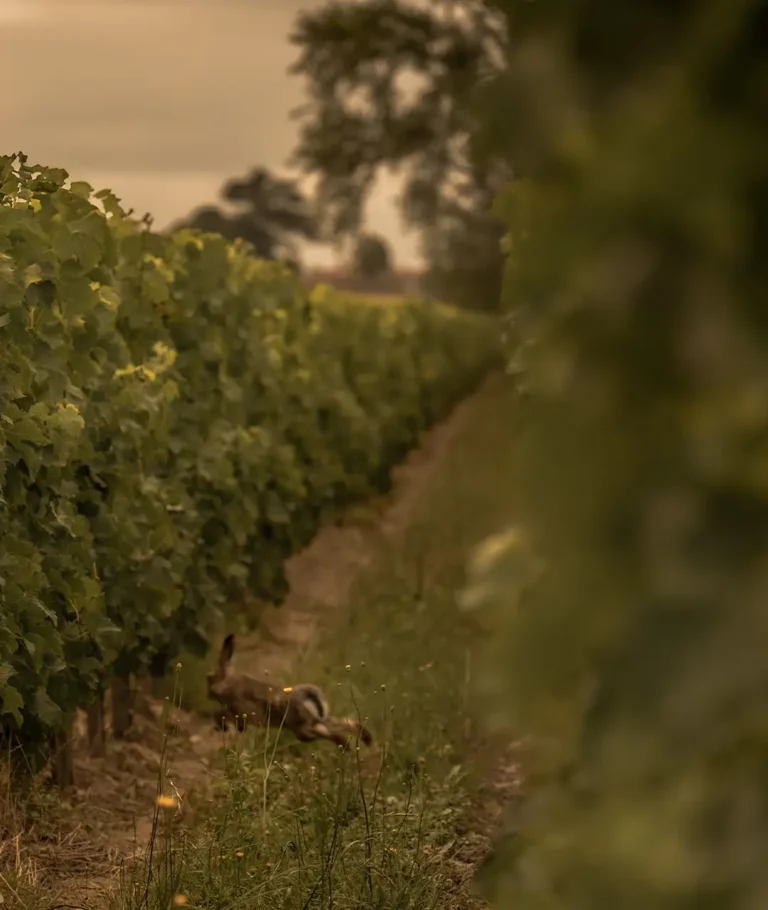 Vignes du domaine du Château Fonroque